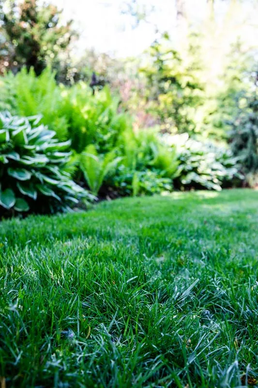 Healthy Grass